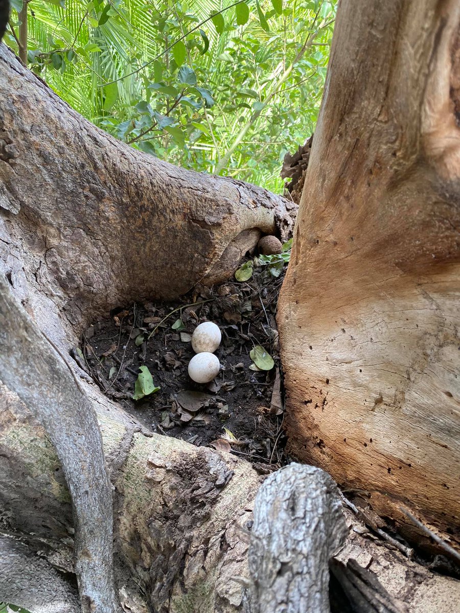 WeAreWilderness's tweet photo. After a couple of years absence the #Pelo Pelโs fishing owl has once again made a nest at Pelo room 4. She is still incubating but hopefully we will have a chick fledge again this year! #WeAreWilderness #TheJaoReserve #PeloCamp #PelsFishingOwl #Birding https://t.co/G57mWv14wm