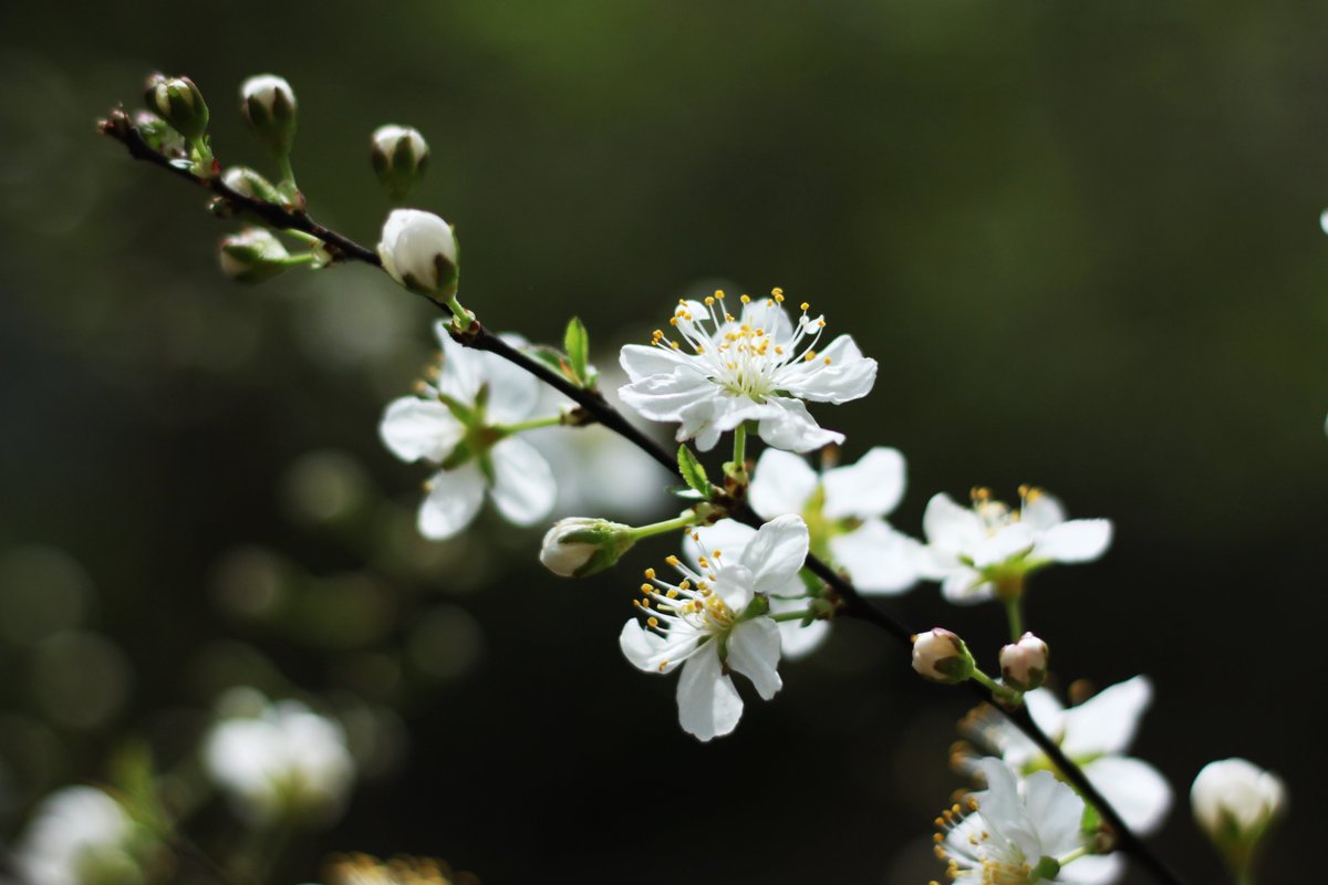 ニワウメ Twitter Search