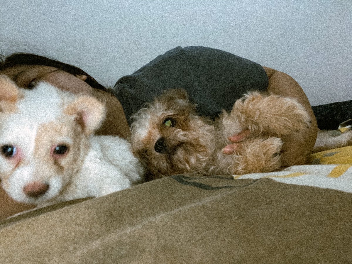 _melaaanieee's tweet photo. 🐶 https://t.co/1y3kUMs35D