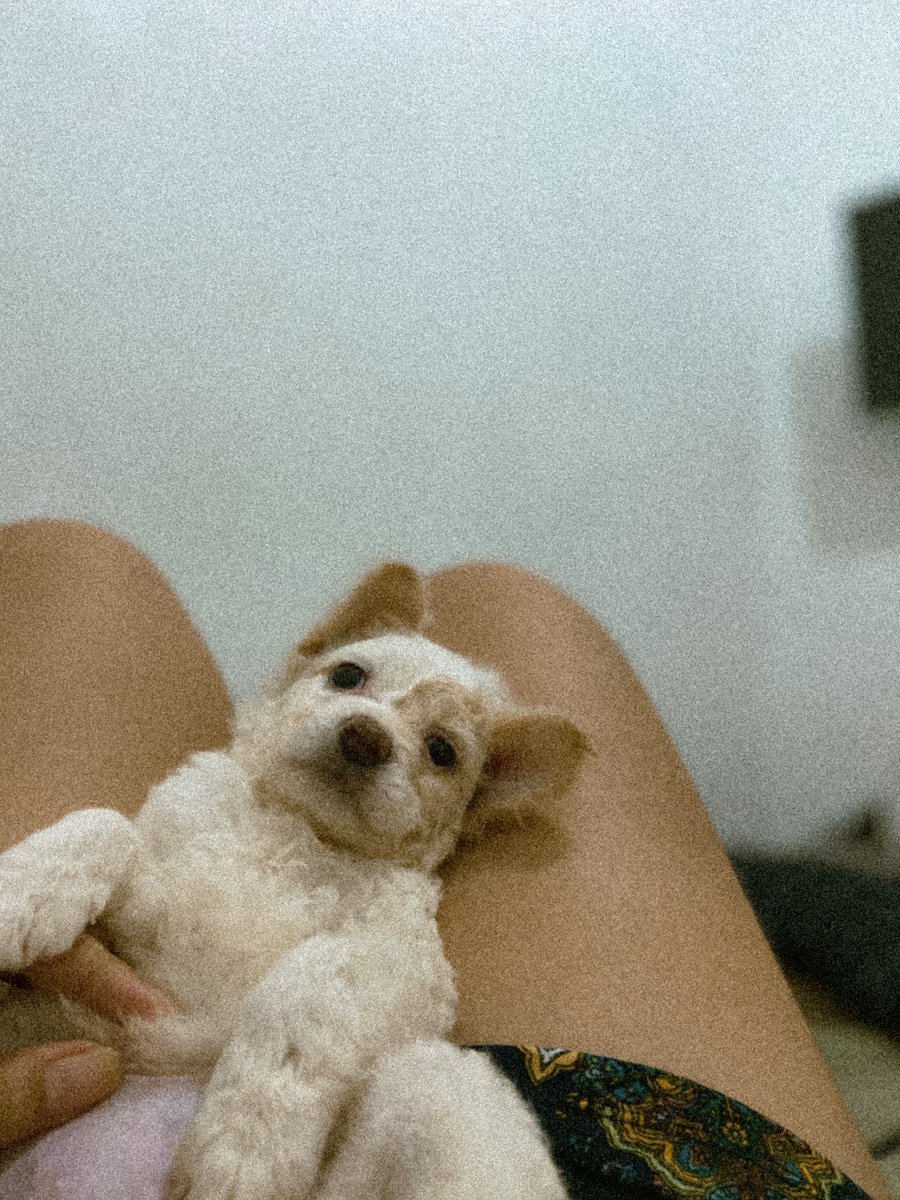 _melaaanieee's tweet photo. 🐶 https://t.co/1y3kUMs35D