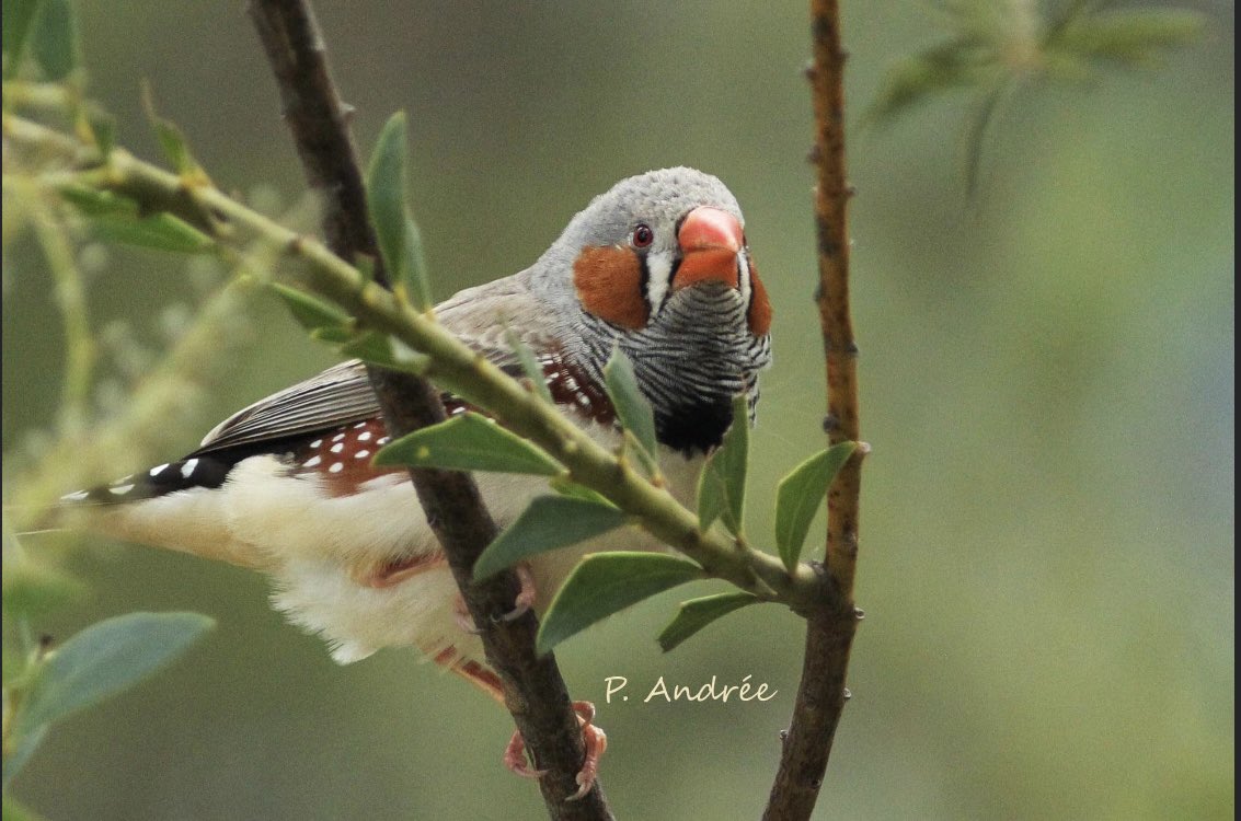 Ms3Bird's tweet photo. Some gorgeous woodland #birds from a weekend at Inverell NSW. #birdwatching #birdphotography #WildOz https://t.co/hGE4EKonU8