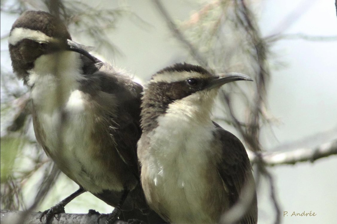 Ms3Bird's tweet photo. Some gorgeous woodland #birds from a weekend at Inverell NSW. #birdwatching #birdphotography #WildOz https://t.co/hGE4EKonU8