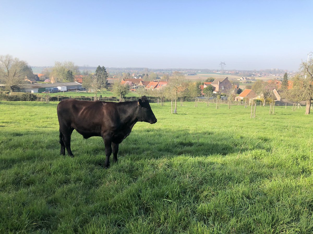 blondeau_anne's tweet photo. Après un tour dans notre blé dur, me voici dans le verger conservatoire des variétés fruitières du Pévèle où nos bœufs Rouge Flamande pâturent extensivement, au milieu du village, Quand races et variétés locales se rencontrent @institutgenech #CRRG #fenetreouverte @Lanvin14J https://t.co/AXqXRw9xaf