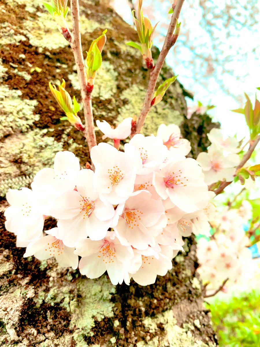 cherry blossoms tree no humans scenery outdoors sky day  illustration images