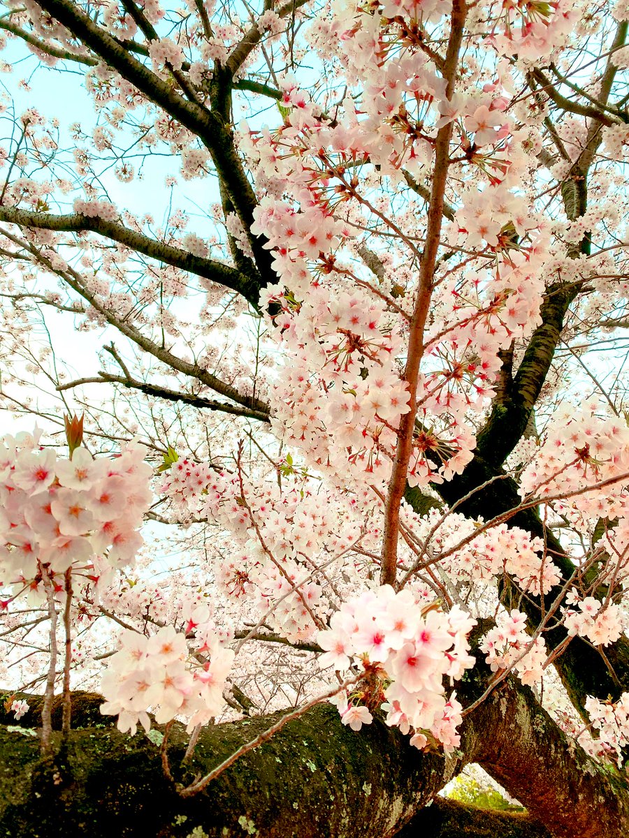 cherry blossoms tree no humans scenery outdoors sky day  illustration images