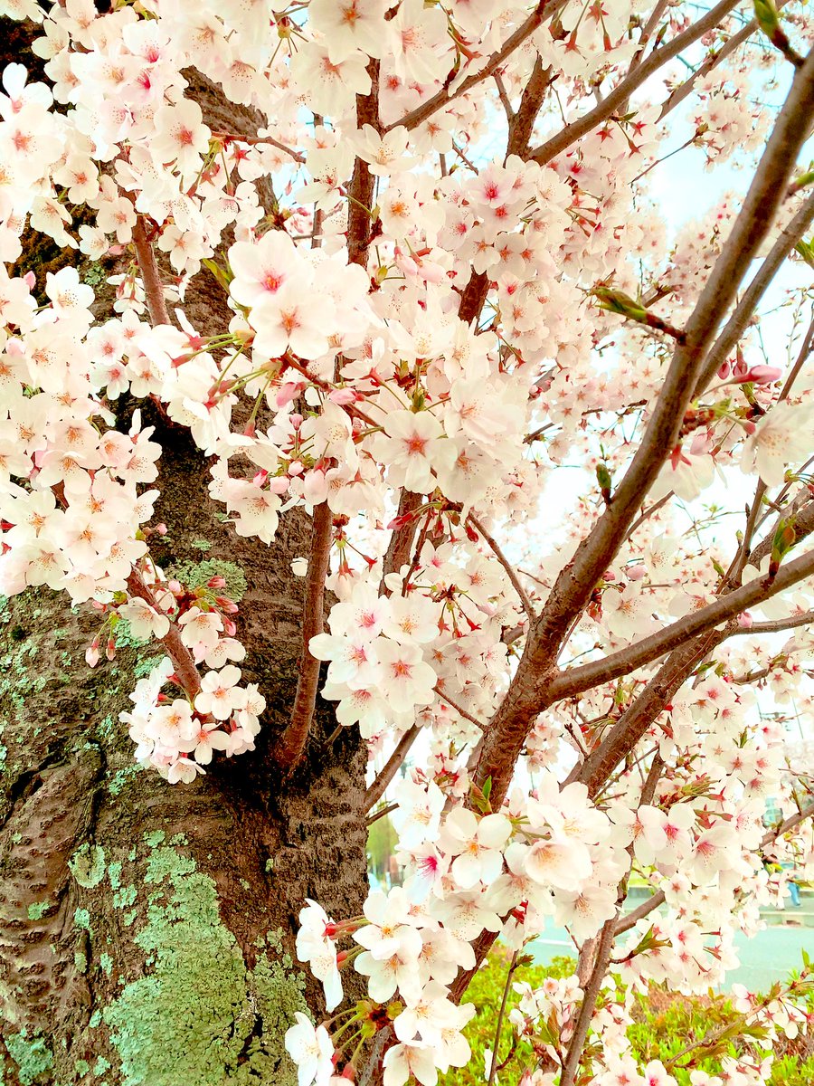 cherry blossoms tree no humans scenery outdoors sky day  illustration images