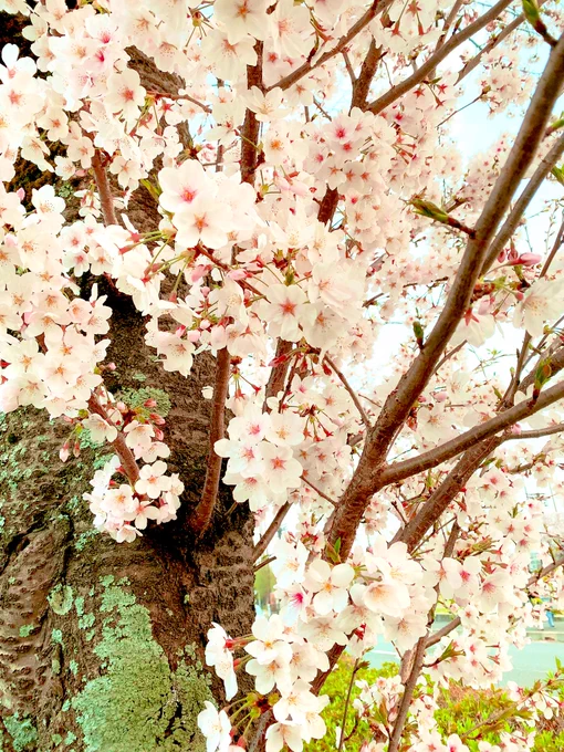 桜見てきた〜 