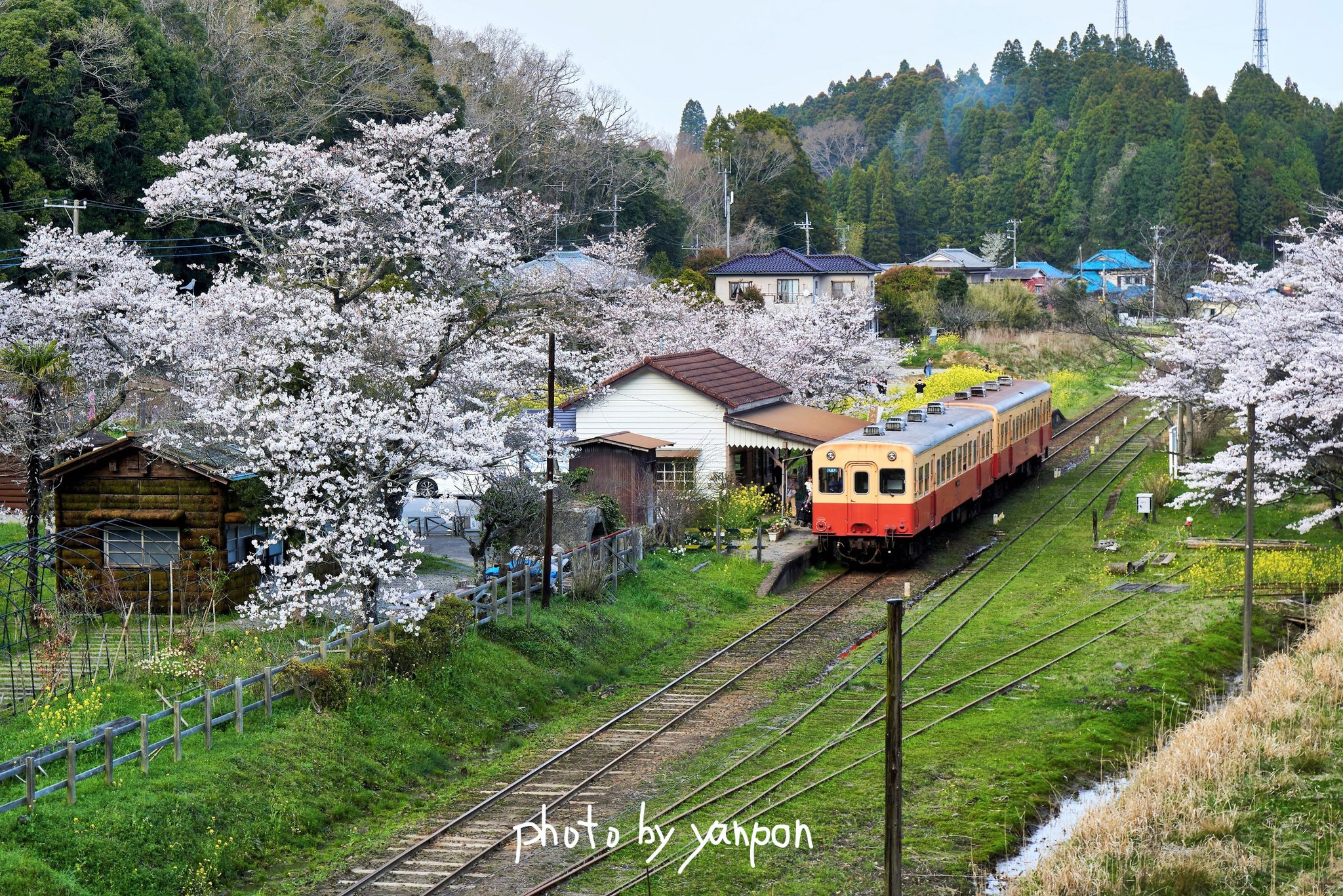 房総の絶景 小湊鉄道 月崎駅 俯瞰で見る春の月崎駅 ジオラマではありません 撮影 房総の絶景 房総 千葉 絶景 小湊鉄道 月崎駅 俯瞰 桜 T Co 6orow62b04 T Co Lxkitrdop1 Twitter