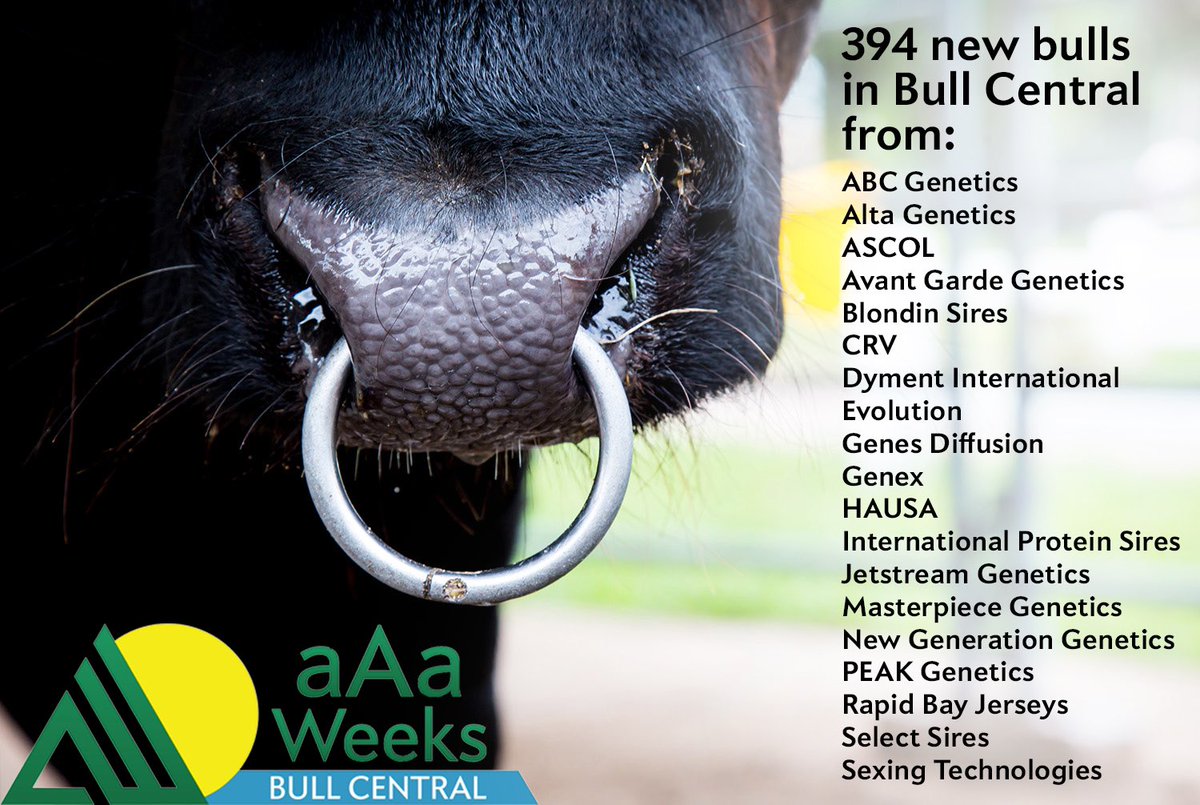 aAaWeeks's tweet photo. 394 bulls just added to bull central. Visit https://t.co/jpQNMPTTFa and click on Bull Central at the top of the page.
#aAaWeeks #SireTheNeed #BetterFormBetterFunction https://t.co/iBuVZSdpHz