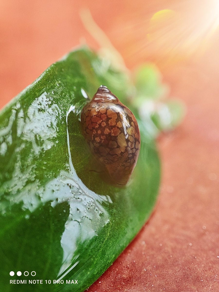 sandeep9sarma's tweet photo. Here's a photo of the snail with the macro camera (edited) and also a photo with the regular camera to show the scale (unedited) #revatlas #RedmiNote10ProMax https://t.co/kFwVn7fD9l