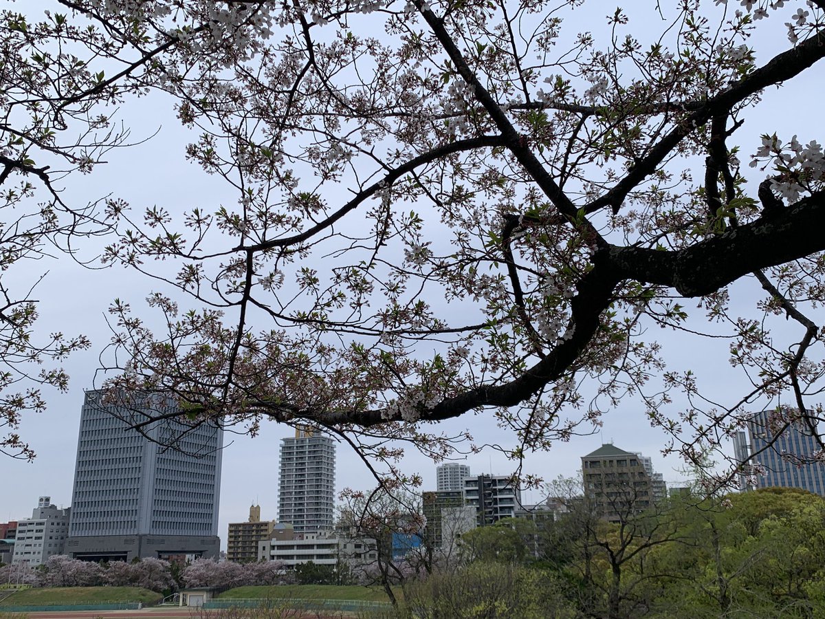 sakenari2's tweet photo. 今年は遅くてごめんね
いつもこの場所で桜を見ながら酒を飲んだんけど今年も何も出来ないんだな
昨年はコロナがあって会えなかったけど今年こういう形でも会えて嬉しかった
来年から会えなくなるけど毎年私を癒してくれたのは忘れずに帰るよ https://t.co/LUxBzq7UtO