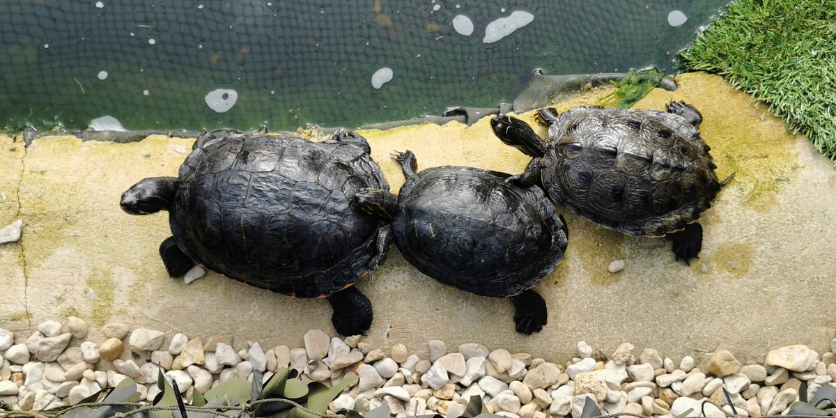 You always tell when spring has sprung because our turtles emerge from the pond. Look out for them on your next visit!

#milletsfalconry #terepin