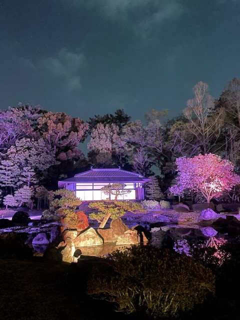 Resi Stay レジステイ れじすてい 二条城桜まつり21に行ってきました ライトアップされた桜 とても綺麗でしたよ 二条城 桜まつり ライトアップ Resi Stay レジステイ れじすてい 二条城桜まつり21に行ってきました ライトアップされた桜 とても綺麗でしたよ 二条城 桜まつり ライトアップ