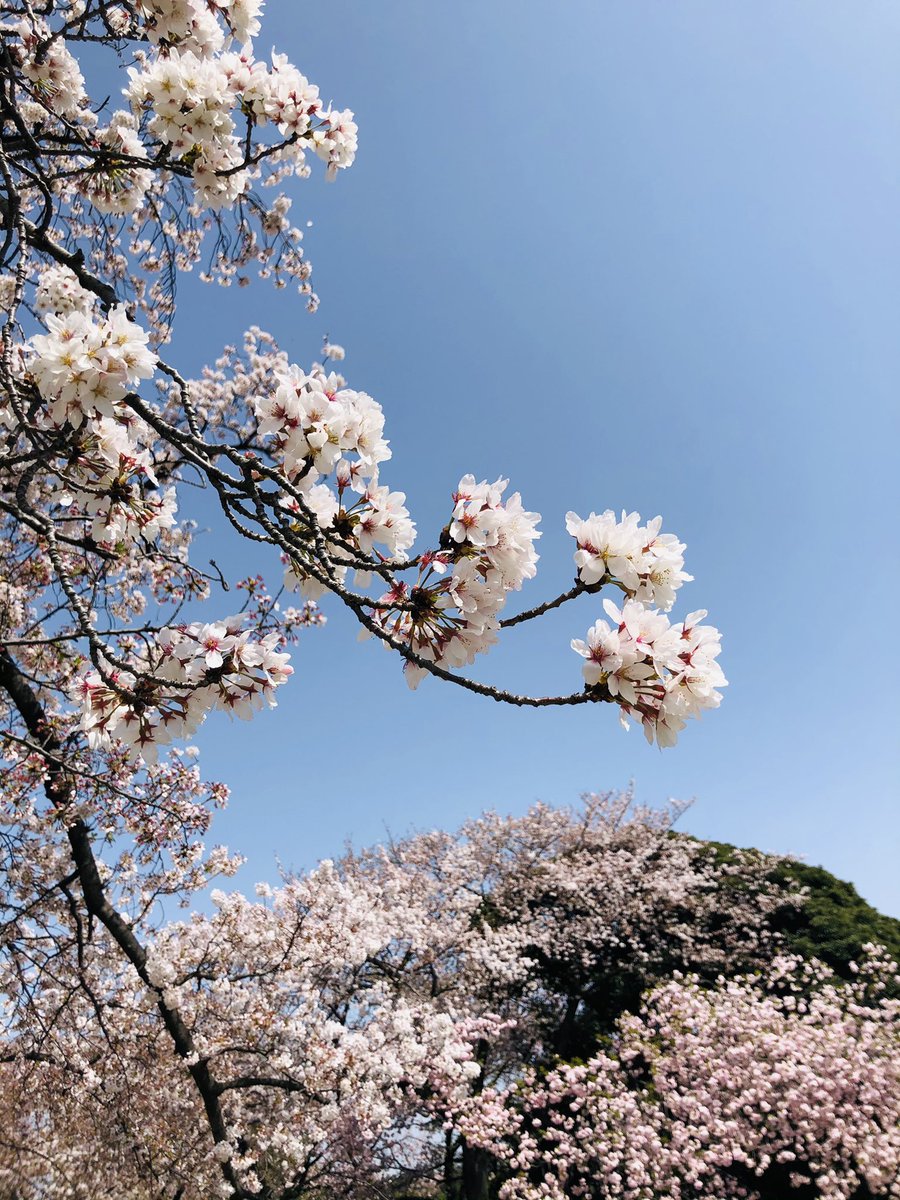 yu1220jp's tweet photo. #新宿御苑の桜 https://t.co/asPjgscuI0