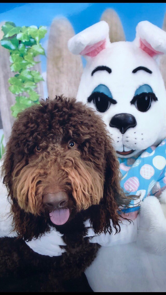 Softballdad7713's tweet photo. @Kristileenews @bobandtom The simplest way to correct this issue is a pup cup from Ritters or a visit with the Easter Bunny https://t.co/sgNXdcoYaj