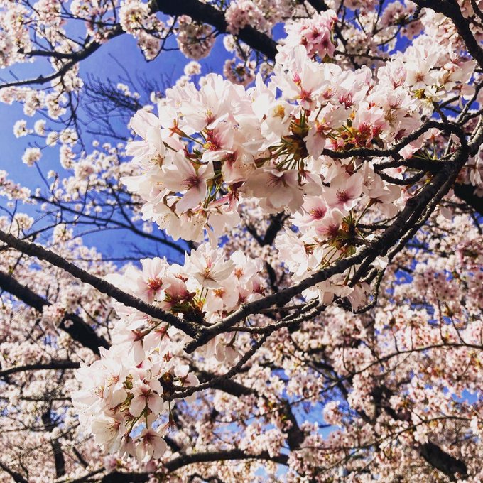 半年ぶりのサイクリング、桜は綺麗だが、体が悲鳴を上げているw 