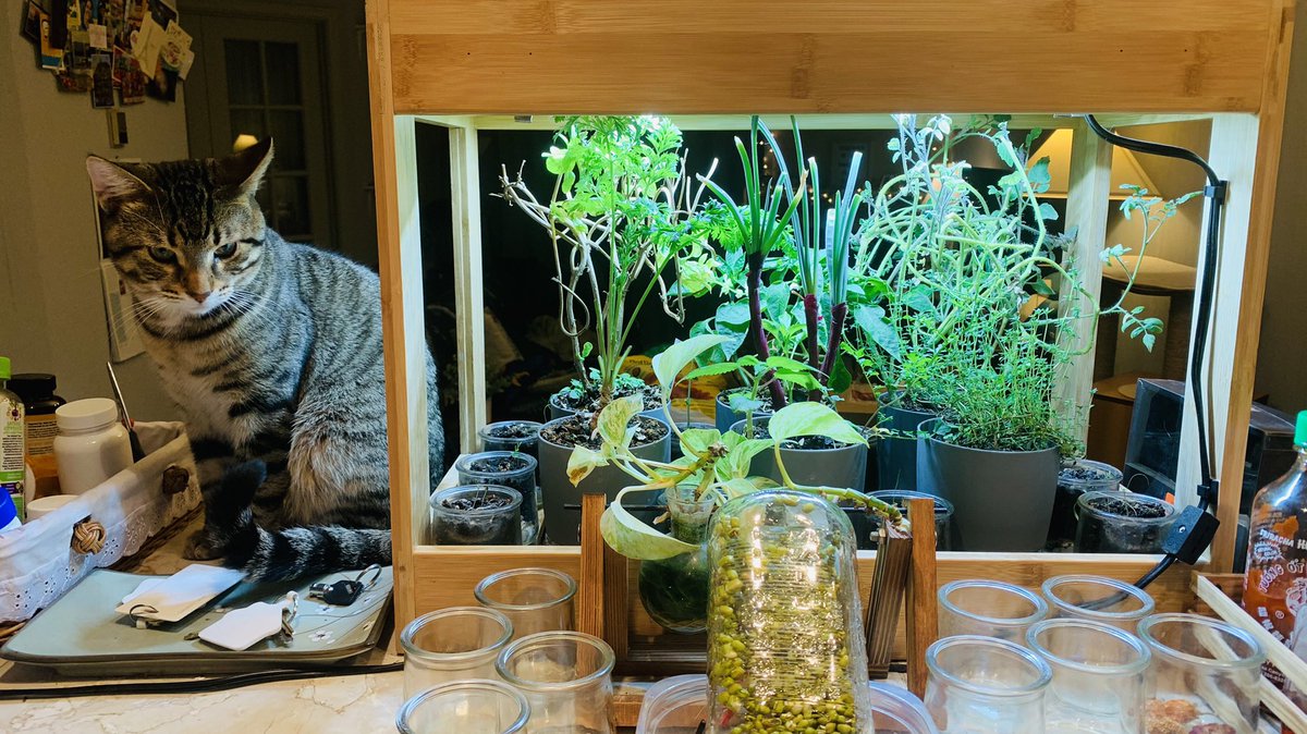 OhDeybA's tweet photo. Someone is looking after my plants.🪴 https://t.co/pTnmluuSbU