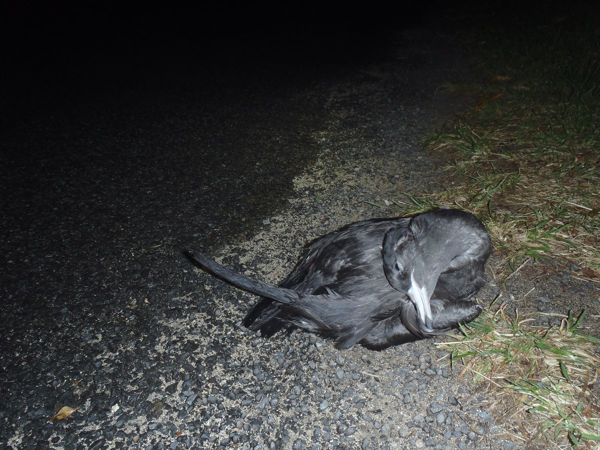 Our publication out today shows the Lord Howe population of Flesh-footed Shearwater is in recovery. We used novel spatial patterns during the survey to test whether proximity to road or human habitation was still influencing population dynamics. nature.com/articles/s4159…