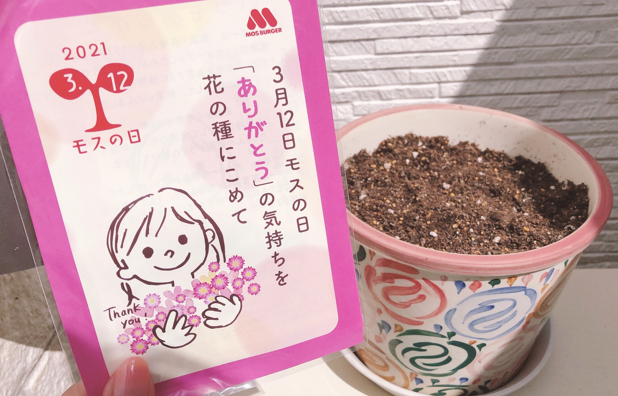 モスバーガー アスター の背が 一ヵ月でこんなに伸びました 雨の季節も超えられて良かったです モスバーガー アスターの種 モスの日 T Co Gvb4ojivjz Twitter