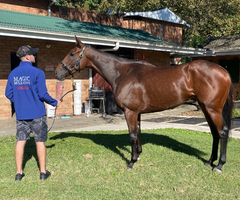 mmsnippets's tweet photo. Outstanding mare Krone looks magnificent as she aims for four feature wins in a row in Saturday's Emancipation Stakes in Sydney. We wish connections the best of luck! https://t.co/C0JidebEGY
