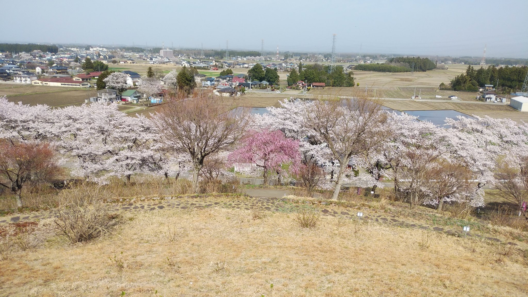 那須塩原市の桜 Twitter Search Twitter