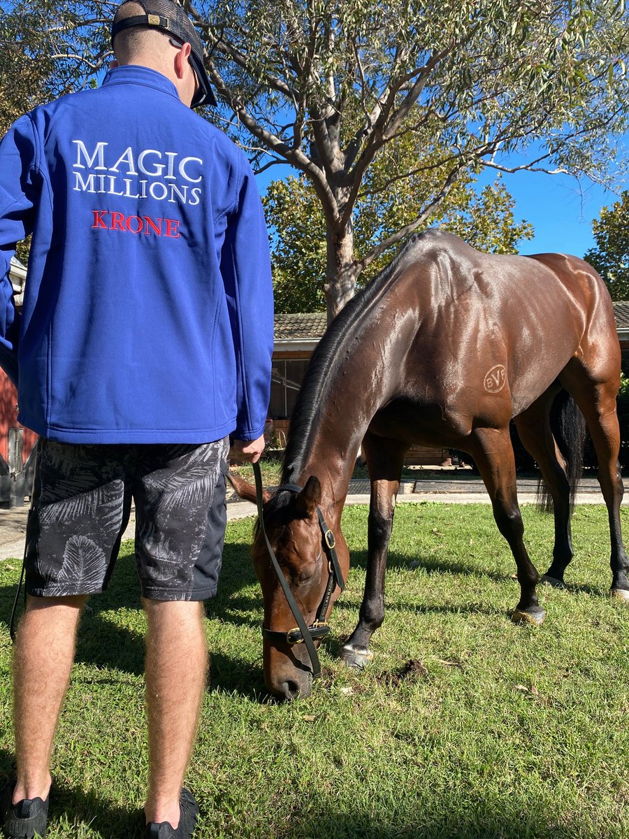 mmsnippets's tweet photo. Outstanding mare Krone looks magnificent as she aims for four feature wins in a row in Saturday's Emancipation Stakes in Sydney. We wish connections the best of luck! https://t.co/C0JidebEGY