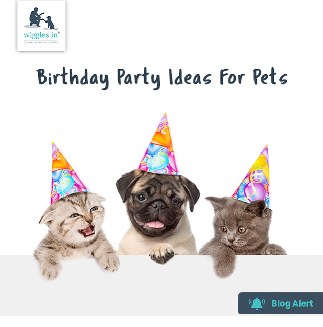 🎵 Go go go doggie it’s your birthday, you gonna party like it’s your birthday. Celebrate your pet’s birthday with these pawsome birthday party ideas for pets🎉.

Read More: bit.ly/3rA4iyQ