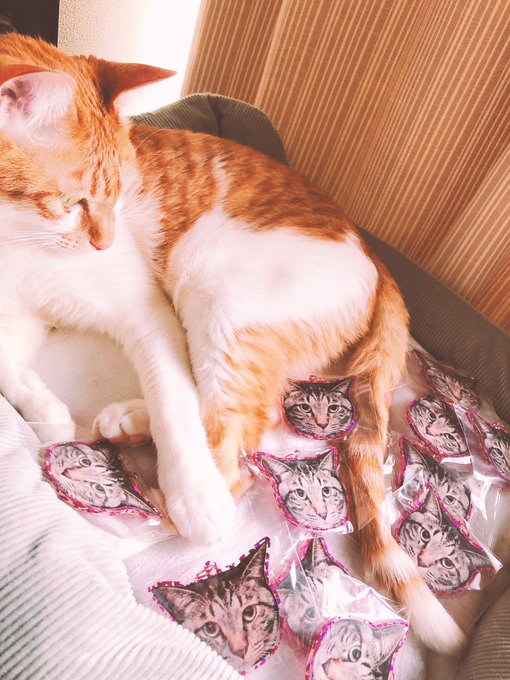 みみみーーー!!みてみてみて!!!うちの!猫の!アクキーたくさん作った!!!!!!みて!!!悪い夢みたいになった!!!!!!さいこーー!!!!友達にあげよう! 