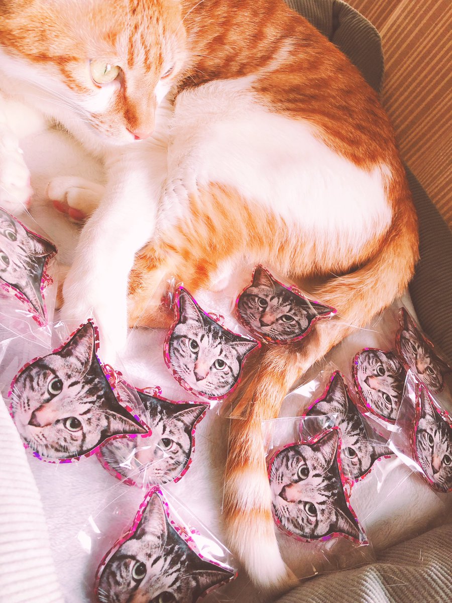 みみみーーー!!みてみてみて!!!うちの!猫の!アクキーたくさん作った!!!!!!みて!!!悪い夢みたいになった!!!!!!さいこーー!!!!友達にあげよう! 