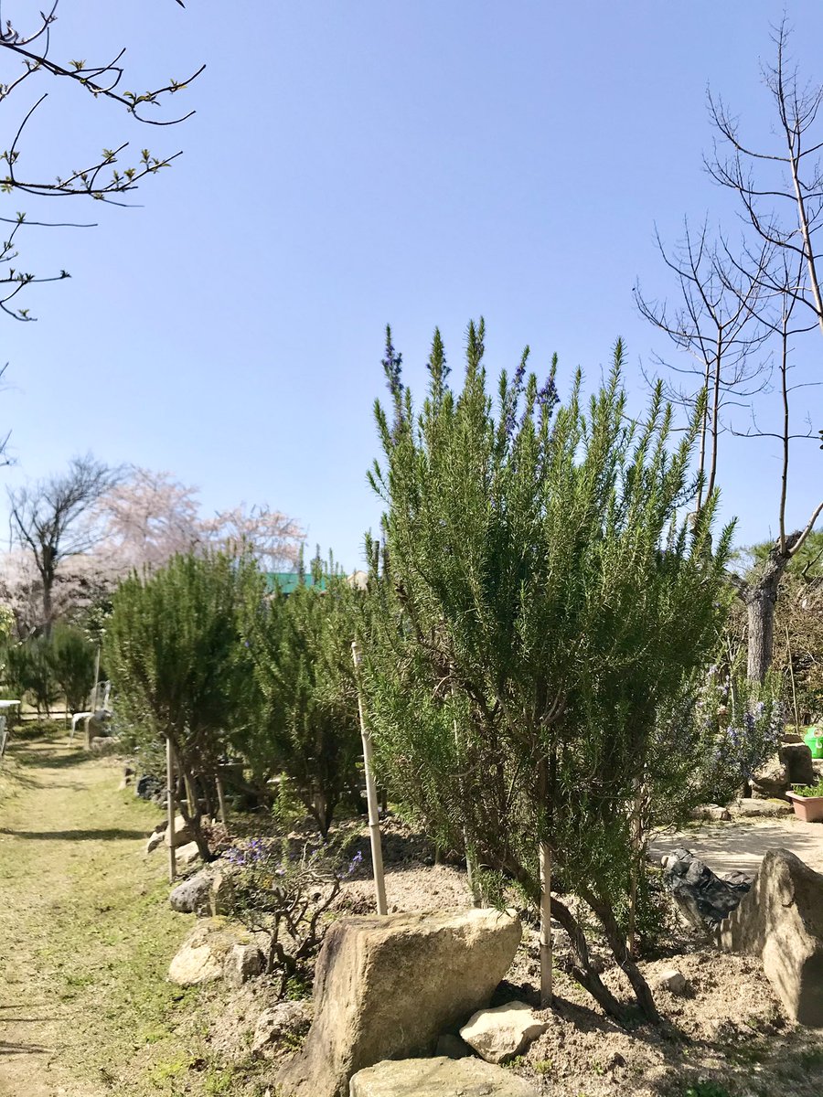 グリーンスポットデン 春のガーデニング日和 ローズマリーの花が咲き 本格的なガーデニングの季節 次の植え付け現場に向けて 様々な種類のハーブ苗達が勢揃い ガーデニング ハーブ グリーンスポットデン ハーブ園 ハーブガーデン 園芸