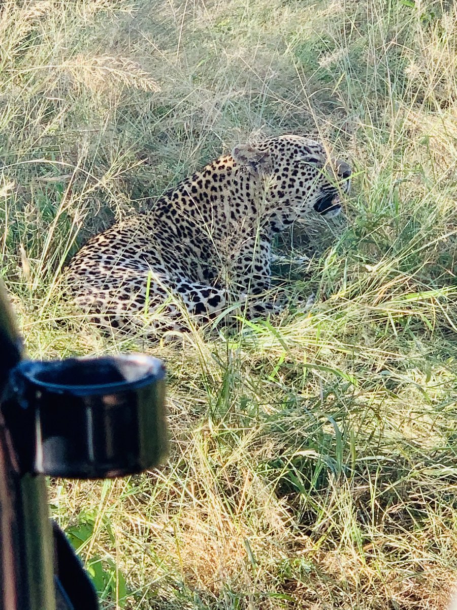 So #blessed and #humbled to be close to some of these #majesticanimals in the #africanbush  My wish is for all #southafricans to experience the bush at least once in their lifetime #kruger #wildlife #safari ⁦<a href="/sabisandsGR/">Sabi-sands.com</a>⁩