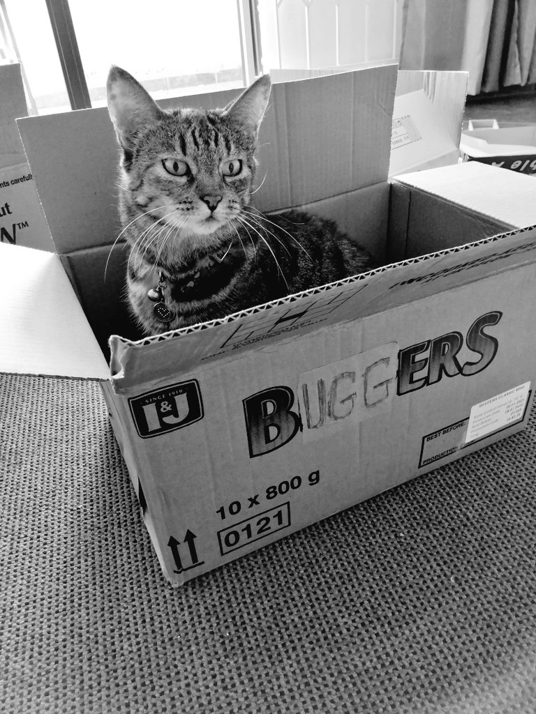 BenitaSays's tweet photo. Moving day and Whiney the Nooh is ready for shipping 😍
#poser
#CatsOfTwitter
#sillybuggers https://t.co/q6AnMYELUZ