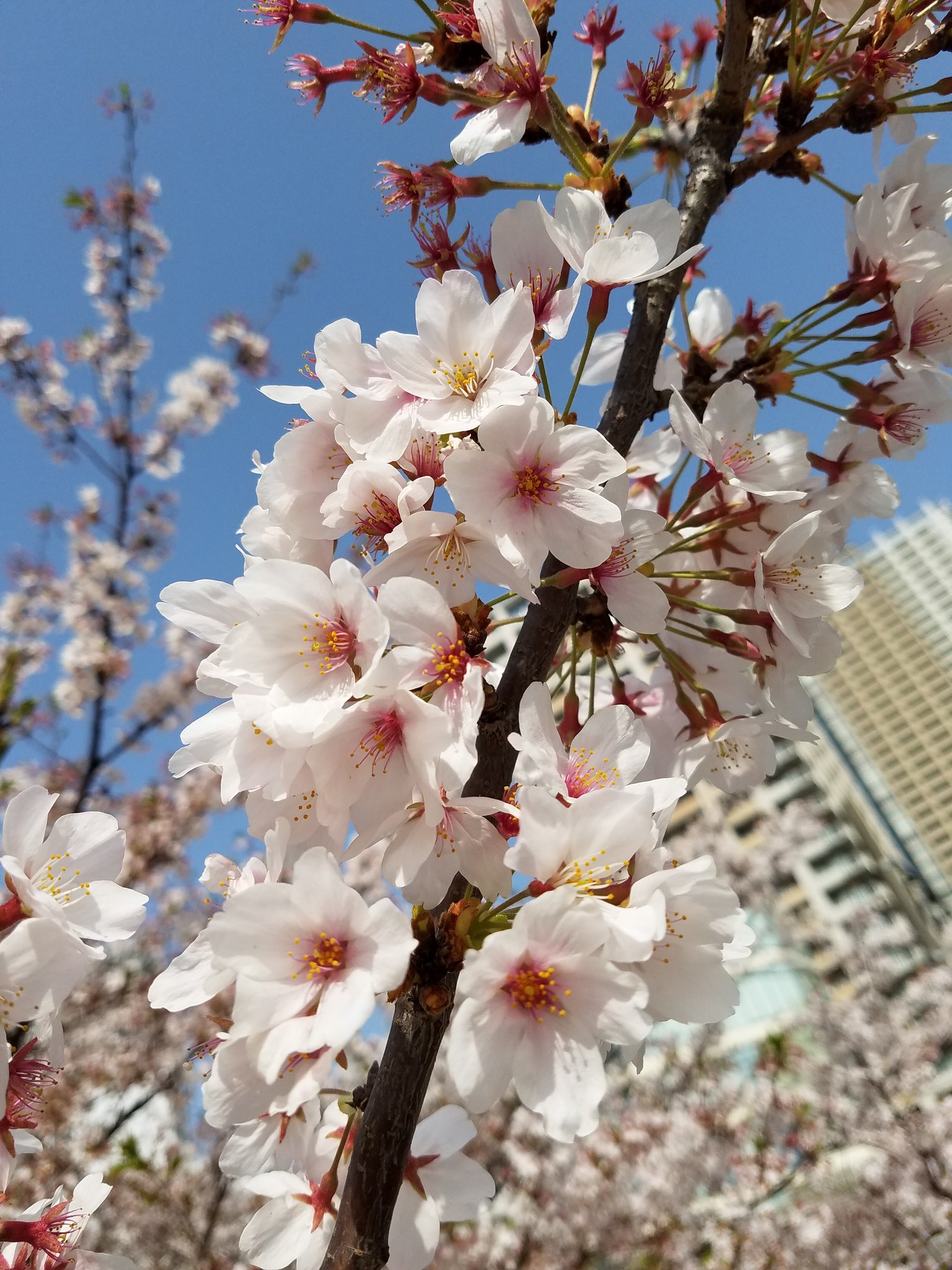 Levin やっと桜見れた 散る前に間に合った 桜好き T Co Lp8ddw30cb Twitter