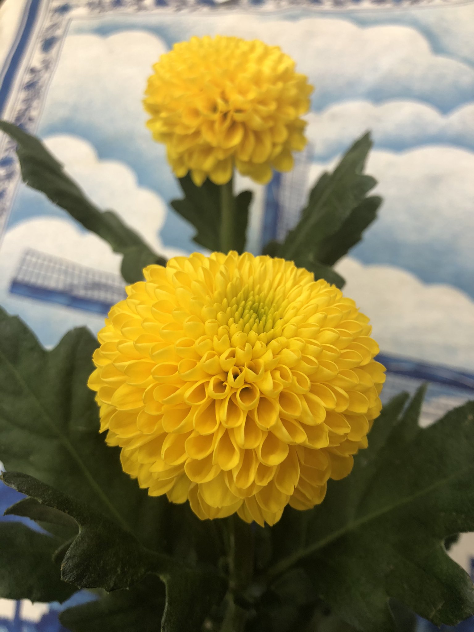 Fs リリラース ピンポン菊 イエローアース 愛らしいシルエットと 小さな花 が集まって咲く精巧な様子から 高貴 真実 と 君を愛す 私を信じて という花言葉から 花嫁のブーケにもよく用いられています コピペ ピンポンマム イエロー Fs リリラース ピンポン菊 イエローアース 愛らしいシルエットと 小さな花 が集まって咲く精巧な様子から 高貴 真実 と 君を愛す 私を信じて という花言葉から 花嫁のブーケにもよく用いられています コピペ ピンポンマム イエロー