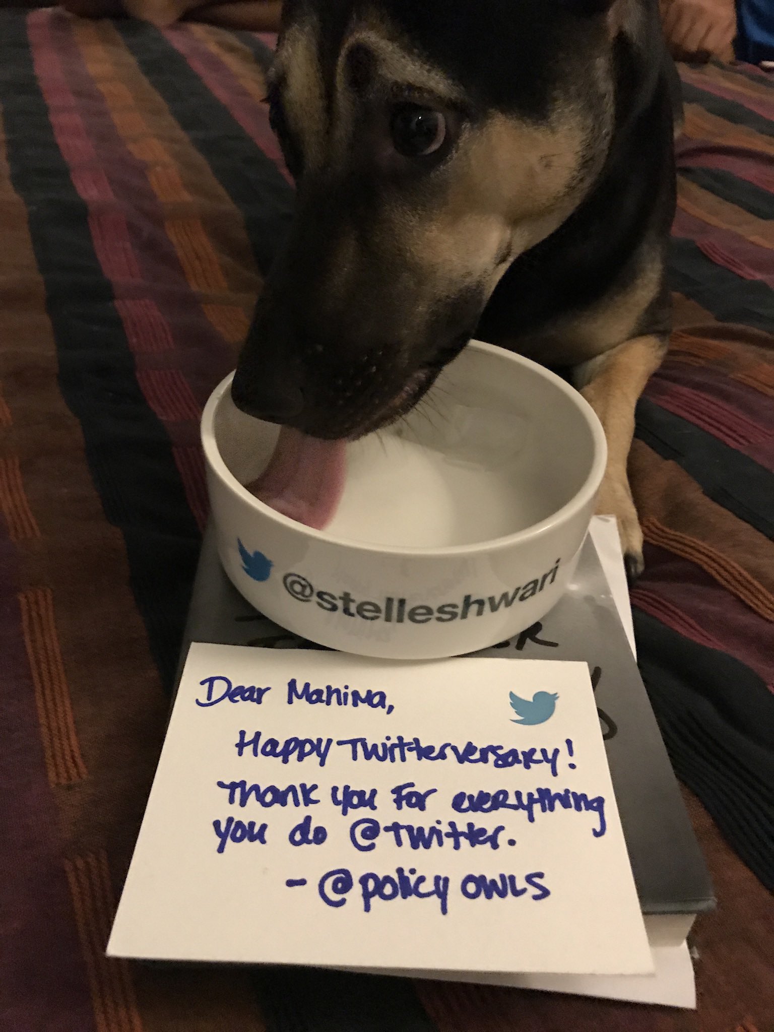 What Happens If Your Dog Eats Chapstick