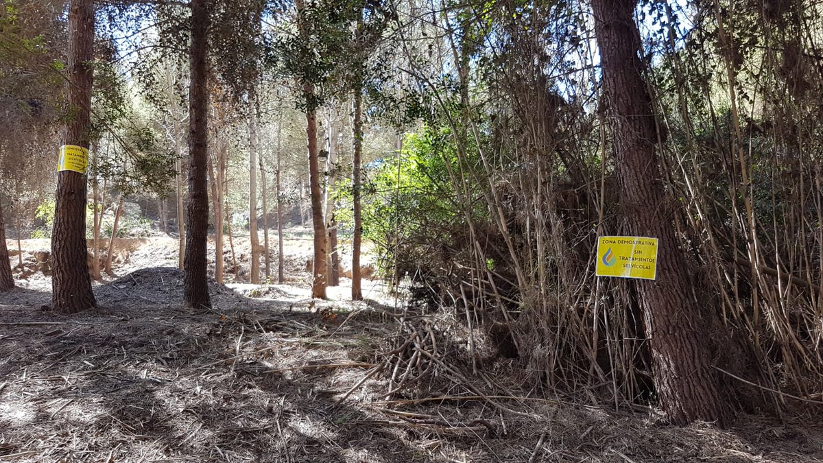 Seguimos abriendo áreas defensivas contra #IncendiosForestales en #InterfazUrbanoForestal de
@ayto_riba_roja @AytoPaterna mediante #SelviculturaPreventiva #GestiónForestalSostenible #CortafuegosVerdes
del proyecto @Guardian_UIA

Busca las diferencias

#CambioClimático
#Prevención