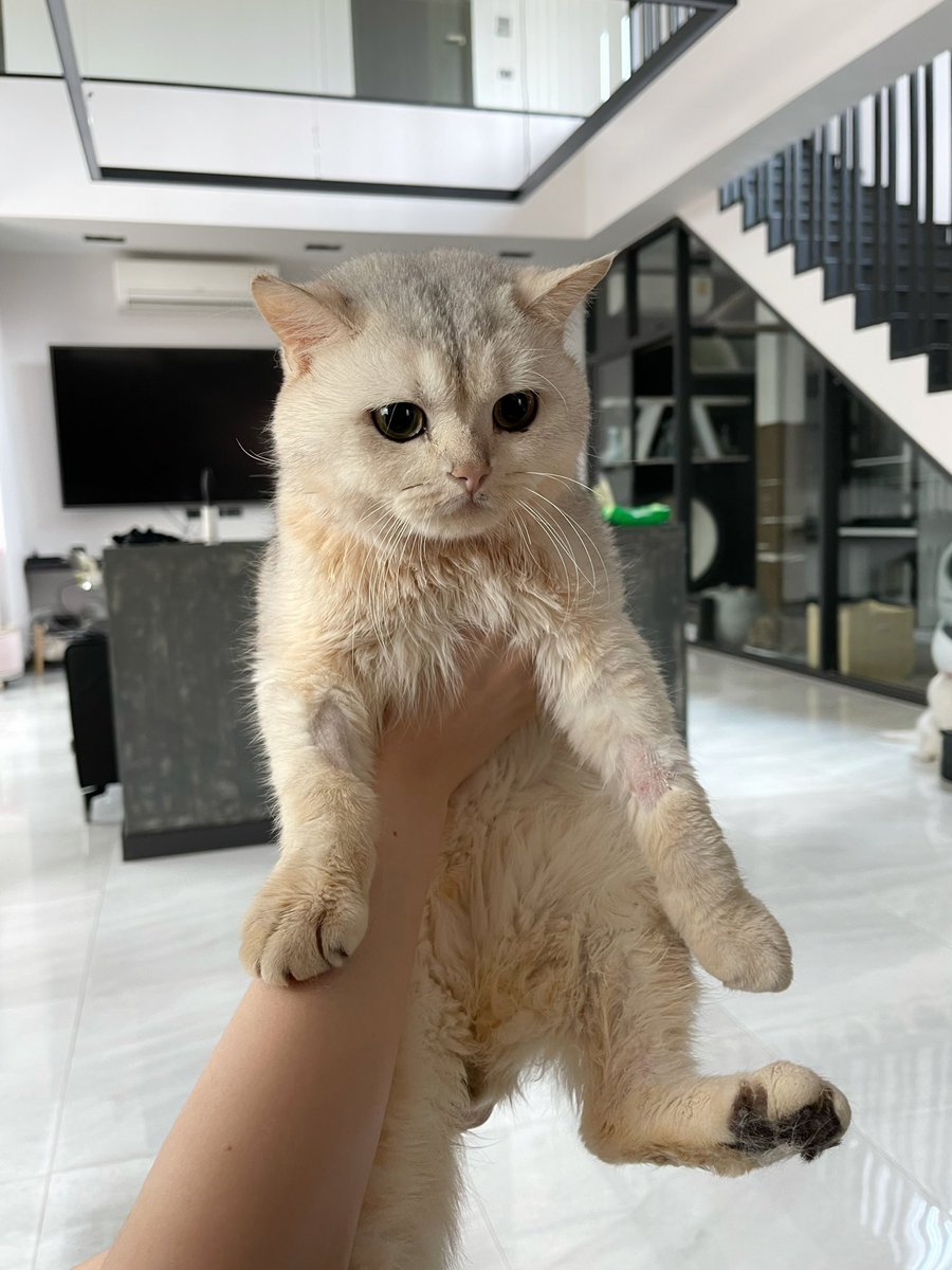 โบนัสเป็นแม่แมว tweet media