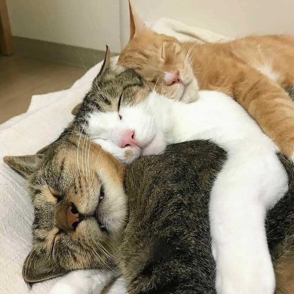 พี่ไอโกะ กิมเล้ง น้องเฟลค