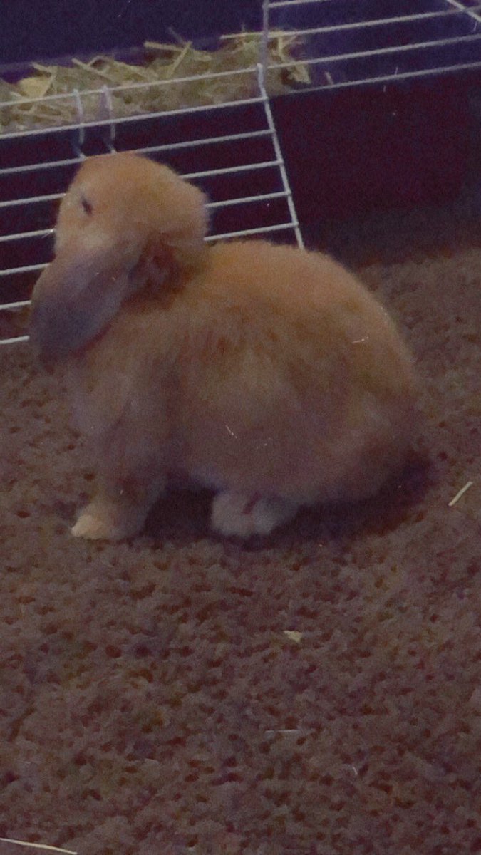 killedkaz's tweet photo. @oxythotinn My rabbit, sandy :> https://t.co/LrgUESra6W