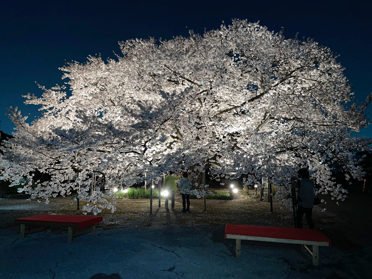 夜桜×ゼファー400χ✨ あまり知られていない 夜桜のライトアップが