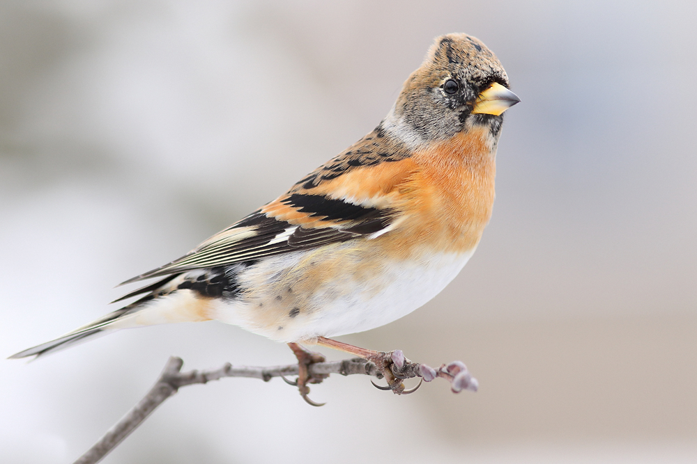 Henk_Haans's tweet photo. @bloglezer bedankt voor het initiatief nemen van #maartvogelsmaand  Vandaag van mij een #keep (Fringilla montifringilla). https://t.co/Xw5m3BIKzY