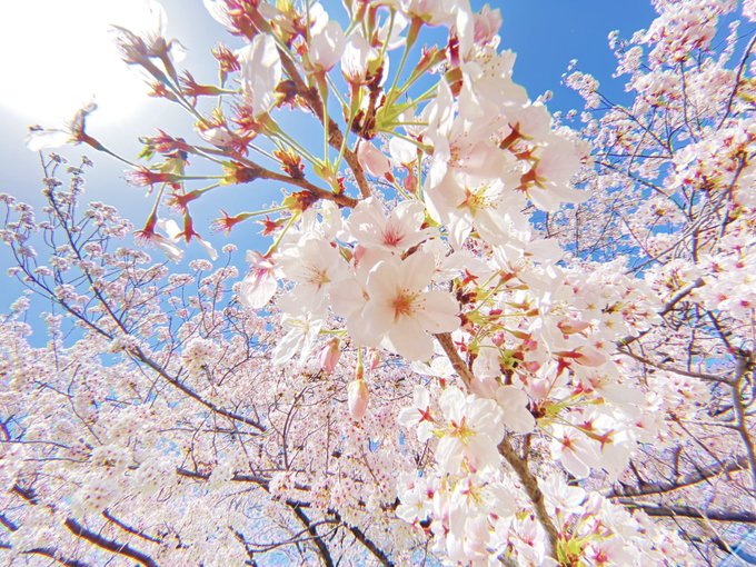 桜見てきました 