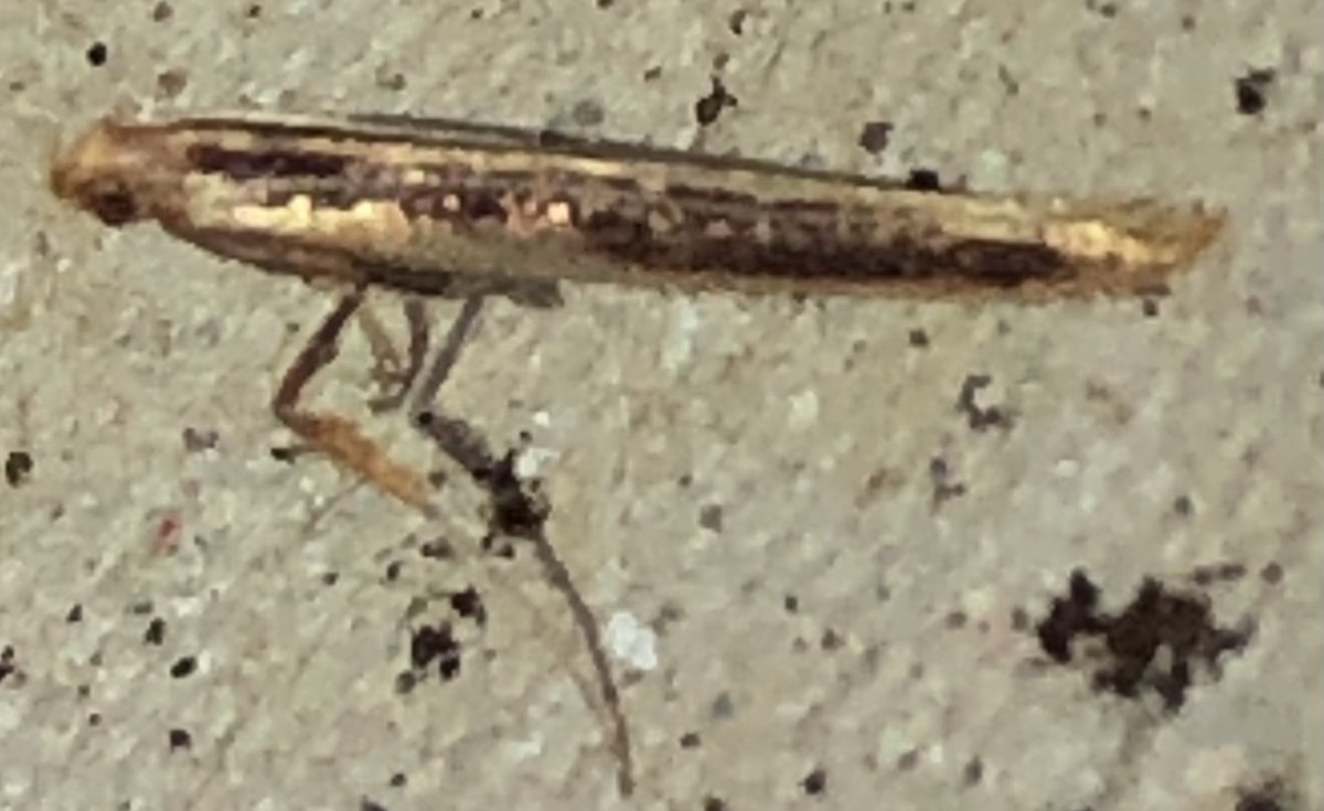 #nachtvlinderen 

Nunvlinder (Orthosia gothica)

Voorjaarsboomspanner (Alsophila aescularia)

Gewone/Bonte Kaartmot (Agonopterix heracliana / ciliella)

en n nog niet gedetermineerde micronachtvlinder <a href="/vlinderNL/">De Vlinderstichting</a> <a href="/Nachtvlinders/">Nachtvlinders</a> #natuurstruûnen in eigen tuin #Texel