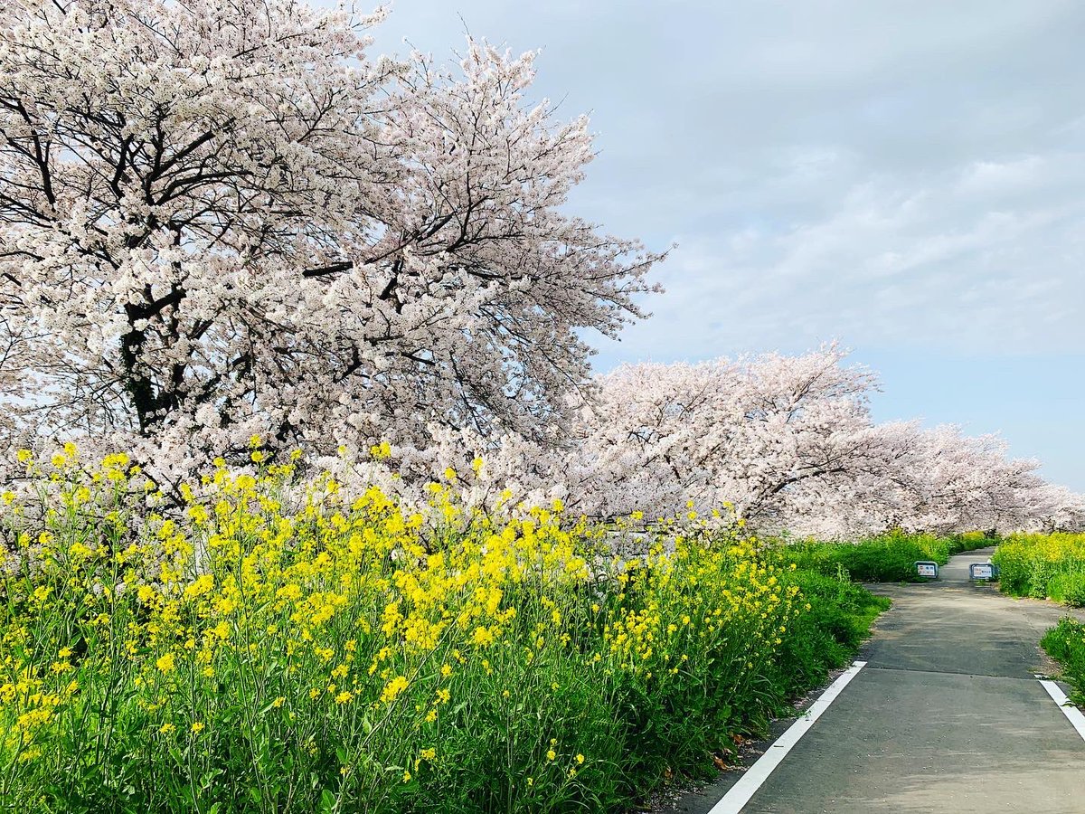 Kawajima_PR's tweet photo. 川島町の桜は満開です🌸
サイクリングやお散歩をしながら桜道を楽しむのも気持ち良いですね！ https://t.co/Sca0fE55Zm