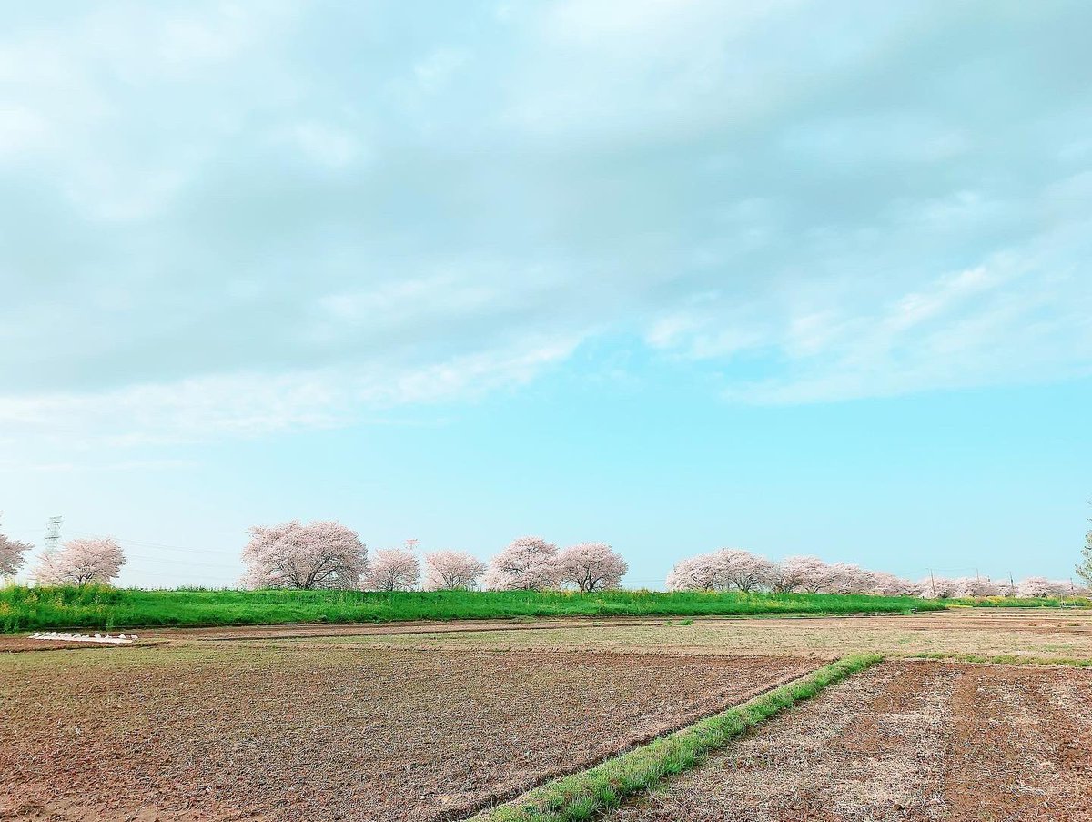 Kawajima_PR's tweet photo. 川島町の桜は満開です🌸
サイクリングやお散歩をしながら桜道を楽しむのも気持ち良いですね！ https://t.co/Sca0fE55Zm