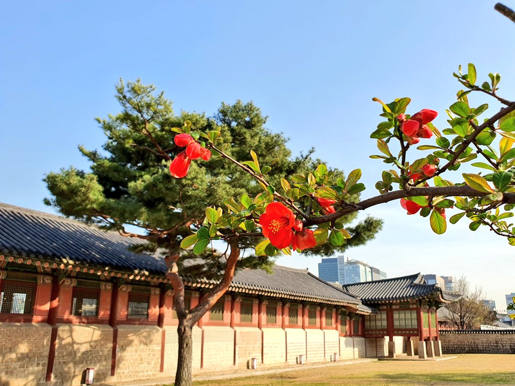 kjuly737's tweet photo. 오늘의 경복궁 좀 봐주세요~~!!^^ https://t.co/IvNZdFYSIB