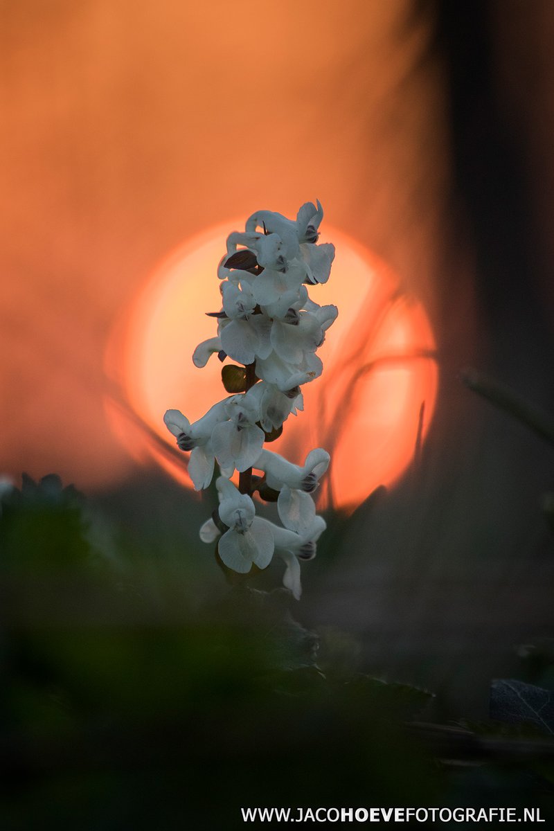 JacoHoeve85's tweet photo. #Zonsopkomst vanmorgen; het gouden uurtje bij de #holwortel.

#Reestdal @drentslandschap #DeReest #Dickninge #natuur #nature #natuurfotografie #naturephotography #stinsenplant #papaverfamilie https://t.co/OewkLXu25g