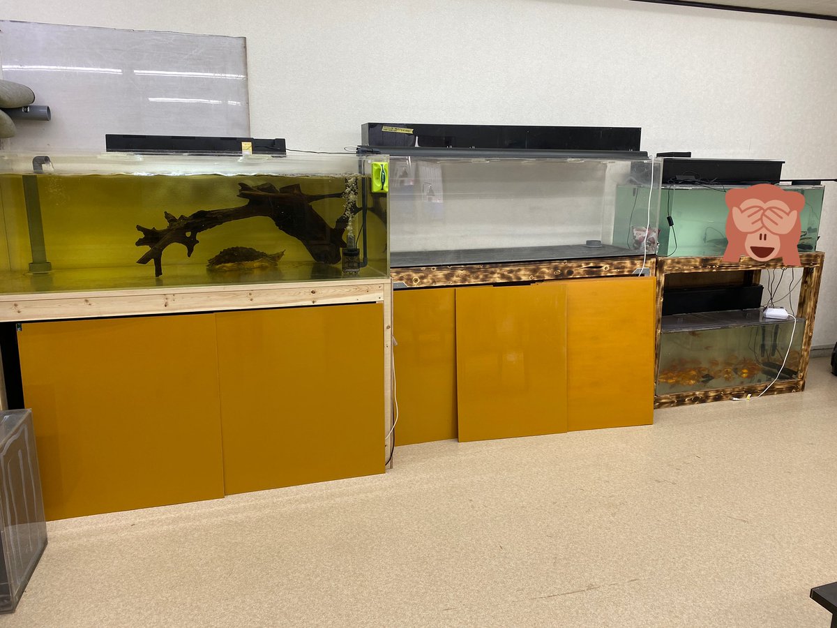 鰐 Wani على تويتر 現時点で180水槽が5本 1水槽が4本 90水槽も4本で60水槽が3本か 増えたなあ まだ追加するけど