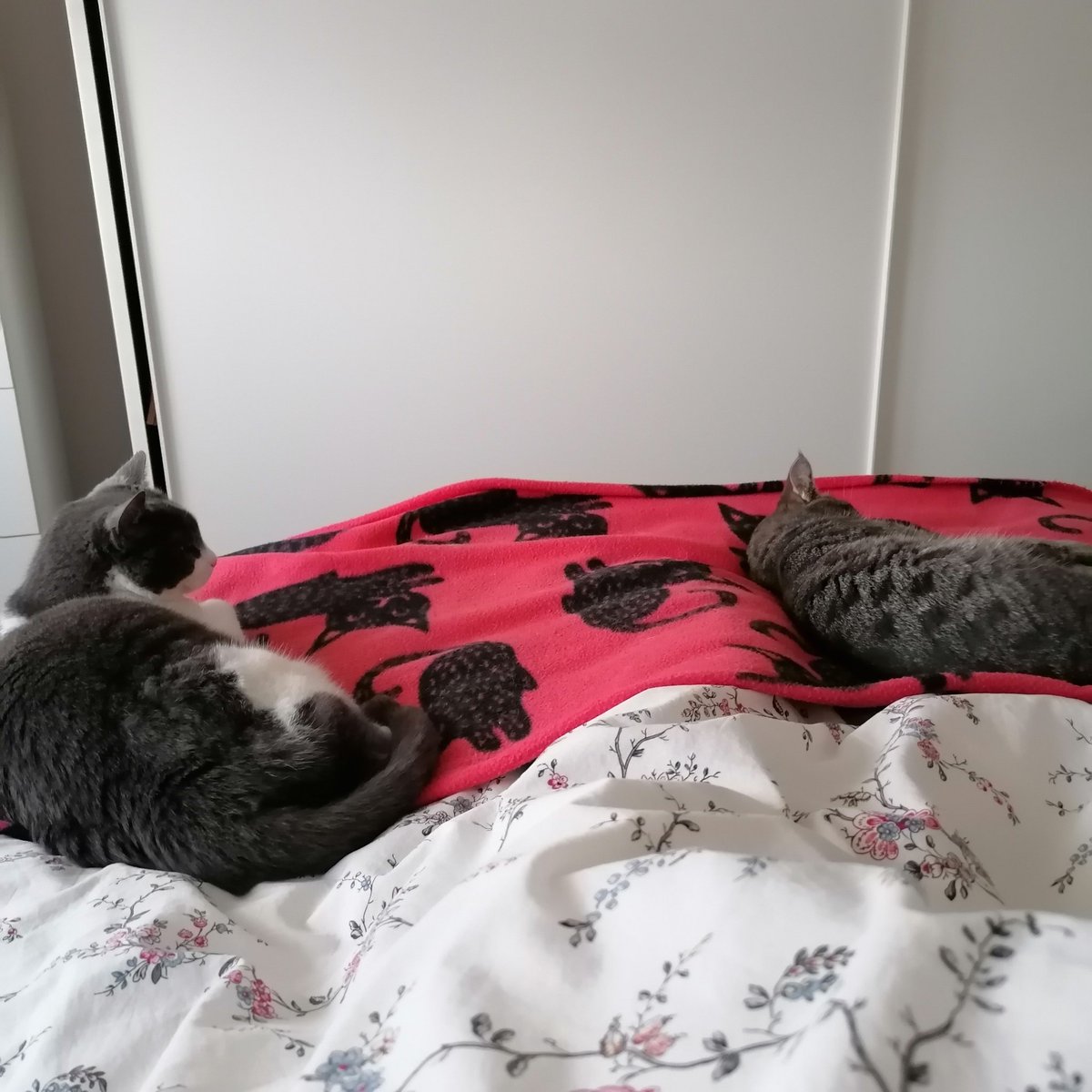 sideshowLukeP's tweet image. ❤️🥰