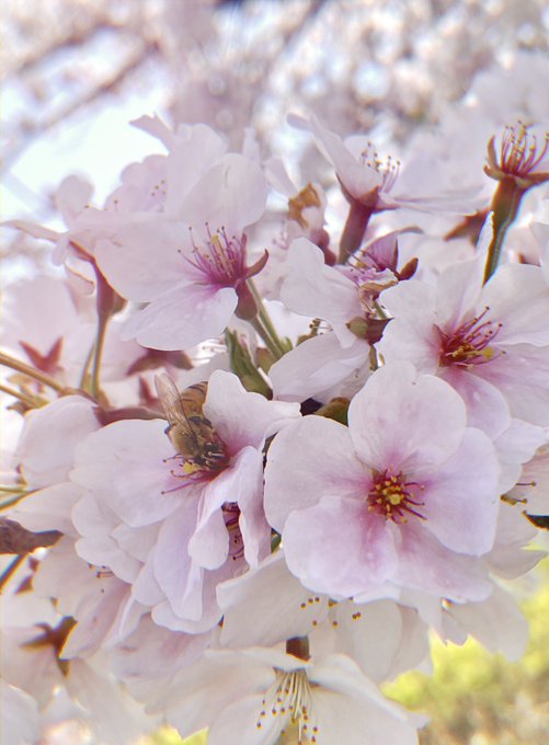 蜂も沢山桜の蜜取りに来てた 